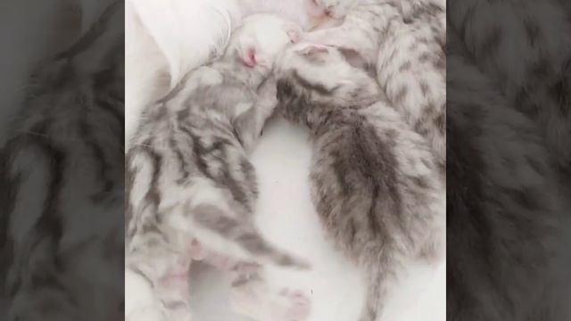 Новорожденные персидские котятки воюют за молочко😻😺 Питомник Мон Ами смотреть онлайн