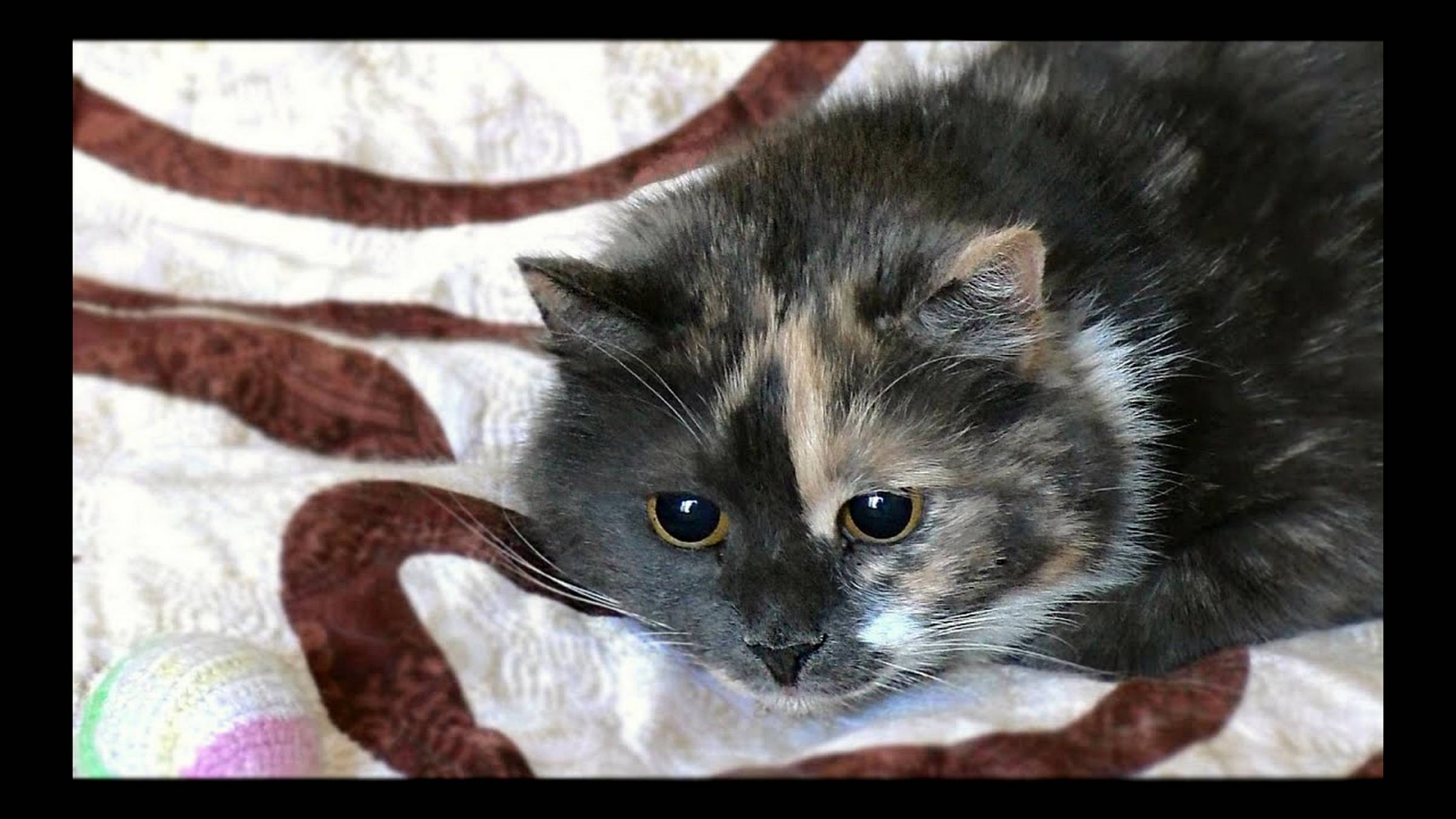 Реакция кошки на димексид - интересно - смотреть онлайн