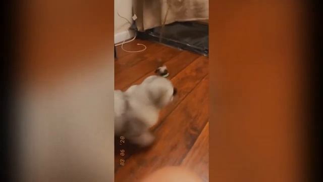 Silver kitten Dimmi Milky meets his new mom in New York first time смотреть онлайн