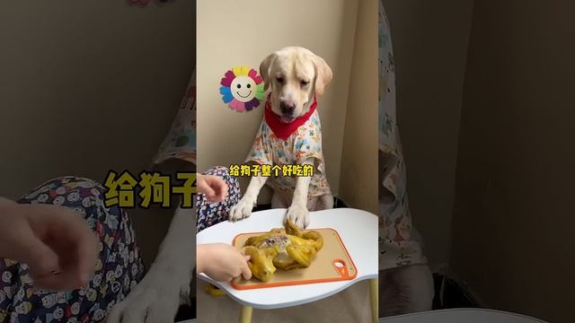 This dog eats roasted chicken and still picks and chooses смотреть онлайн