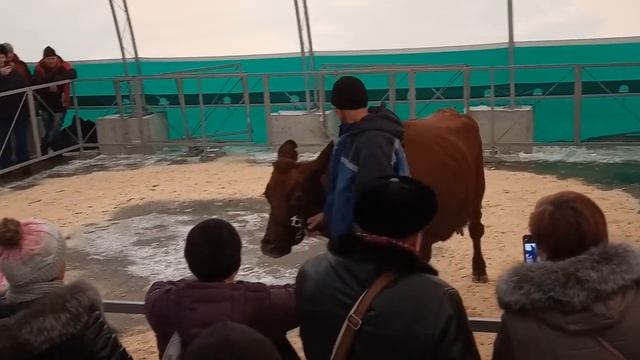 Лучшие племенные животные: коровы, быки, породы лошадей смотреть онлайн