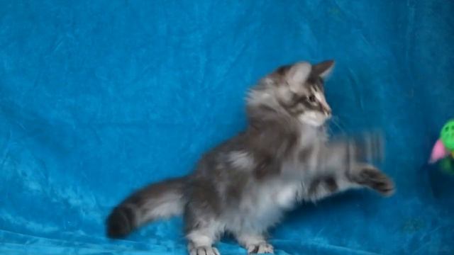 Норвежский лесной котенок Clarence смотреть онлайн