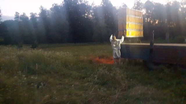 Побывал на погрузке отводков ( выезд на подсолнух). смотреть онлайн