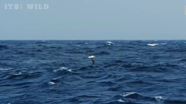 Wandering Albatross | Malayalam | iT's Wild смотреть онлайн