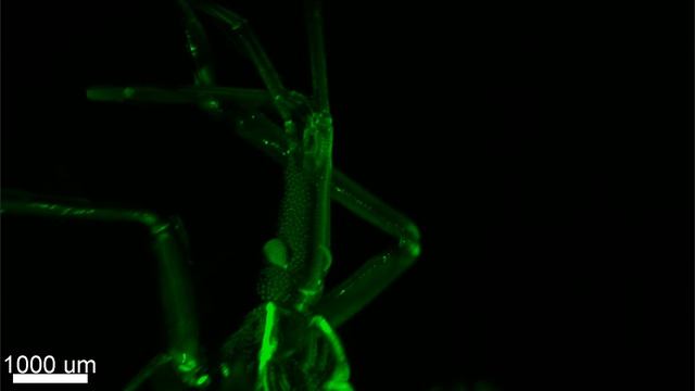 Transparent Rhodnius prolixus (Chagas disease vector) as seen through light-sheet microscope смотреть онлайн