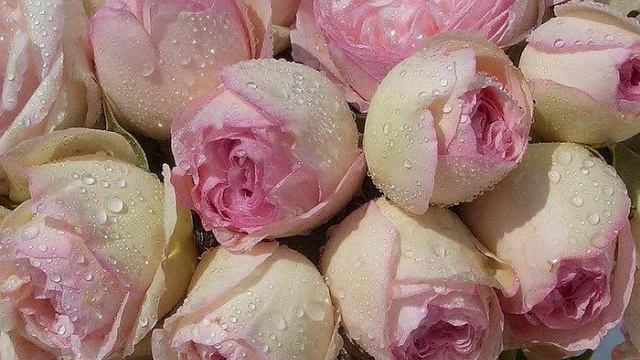 Romanticari - Mali Cvet