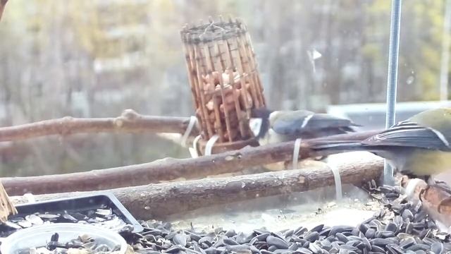 Birds 2021-05-09 10:23 смотреть онлайн