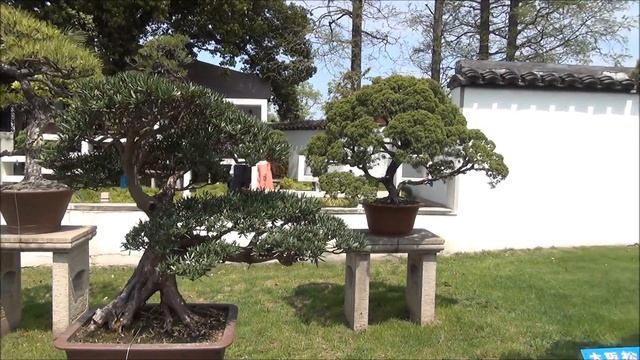 Bonsai collection in Shanghai Botanical Gardens, смотреть онлайн