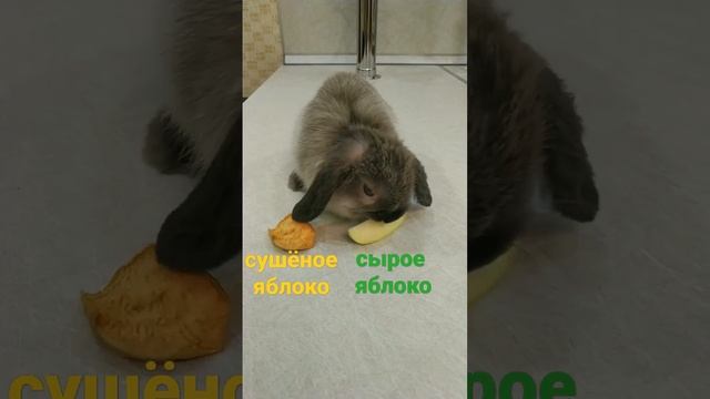 #challenge#челлендж#выбирашки#выбор#animals#funny#funnyvideo#video#pets#pet#minilop#кролик смотреть онлайн