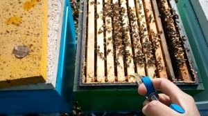 Противоварроатозная обработка