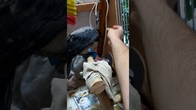 Чисто плюй 🧐🤗😅🤣😂 смотреть онлайн