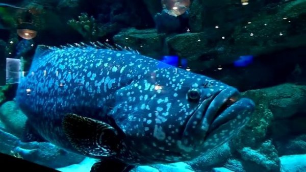 Monster Goliath Grouper Fish