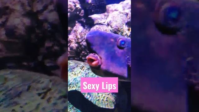 #fish #lips #sexy #funny #funnyshorts #shorts смотреть онлайн