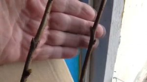 Посадка черевишни весной