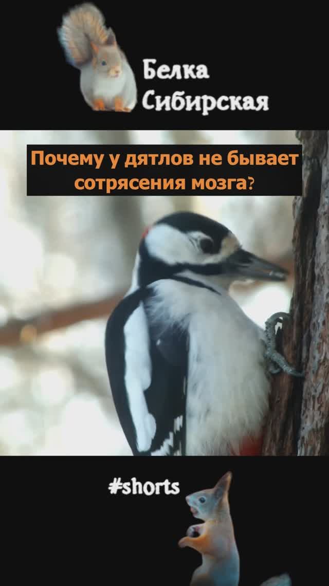 Почему у дятлов не бывает сотрясения