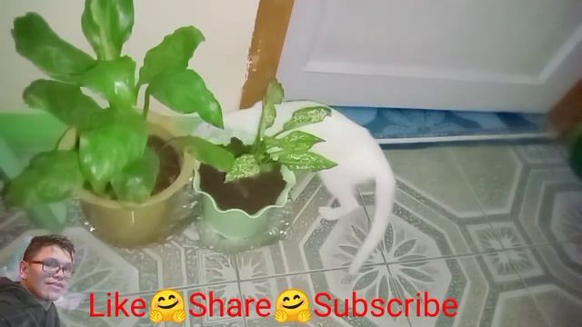 GANITO DIN BA PUSA NIO NAGHAHANAP NG IPIS/argieTv vlogz channel смотреть онлайн