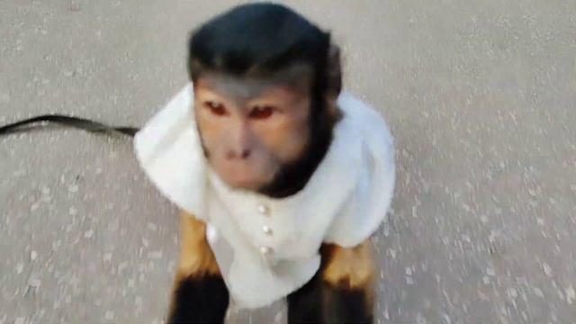 Мы снова с Вами! Летняя прогулка маленькой домашней обезьянки Алексы! смотреть онлайн