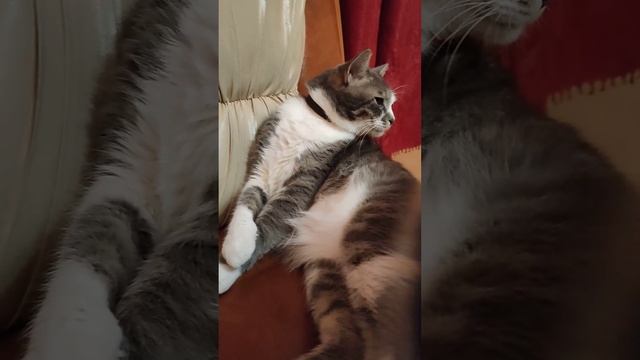 Моет только одну половину головы😻 смотреть онлайн