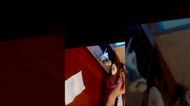 Самый злой попугай!! смотреть онлайн