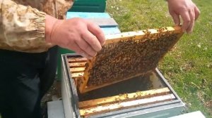 20 апреля 2024  продаю пчелопакты