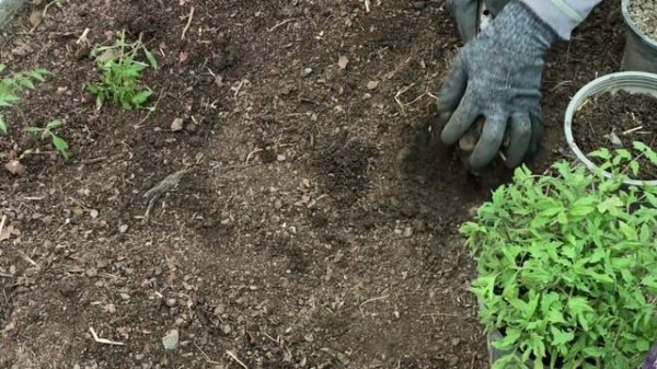 Growing Tomato from Seed _ Greenhouse Planting Tomatoes