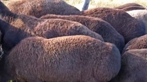 Гиссарские овцы (продажа...)                          тел. +79831748901(ватсап)