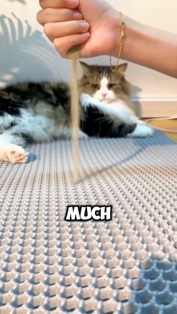 Save Litter Sand Using The Litter Catcher! 🤩 смотреть онлайн