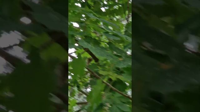 Смертельная схватка белки и голубя. смотреть до конца! Я в шоке. #белка #голубь #минск #беларусь # смотреть онлайн