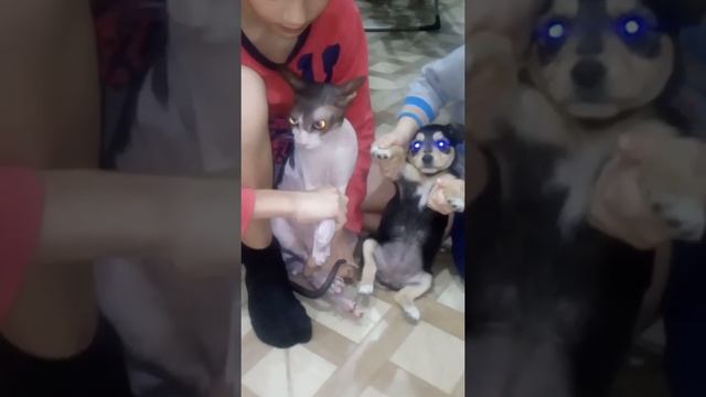 Спалили заживо кота. Смотреть до конца. смотреть онлайн