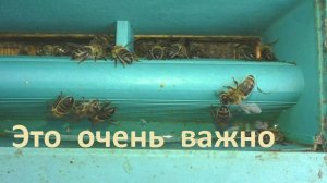 Есть вода весной, будет развитие пчел