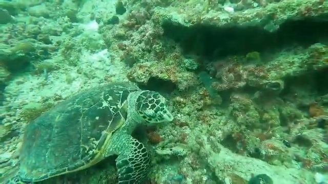 Морская черепаха 🐢 #черепахa #морскаячерепаха смотреть онлайн