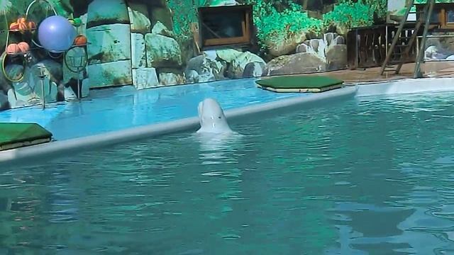 Adler. Dolphinarium. Summer 2014 Olympic programme fragments. Part 1 смотреть онлайн