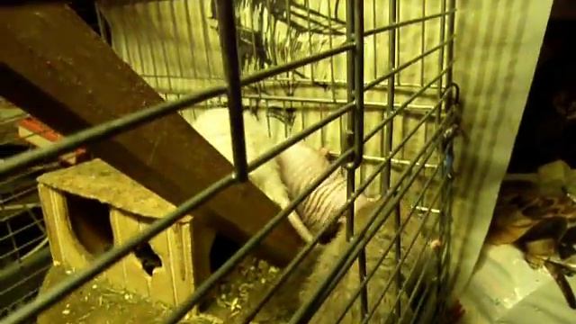 крысы,первая встреча смотреть онлайн