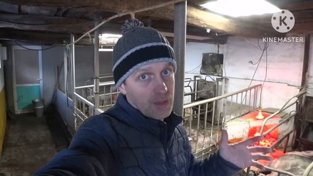 Почему мои свиноматки весят мало и сидят на диете! Разгрузил 2 тонны кормов! смотреть онлайн