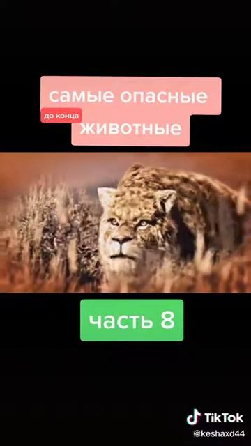Самые опасные животные смотреть онлайн