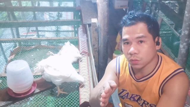ILANG KILO NANG FEEDS ANG MAUUBOS NG ISANG BROILER CHICKEN MULA DAY 1 HANGANG SA PAG HARVEST. смотреть онлайн