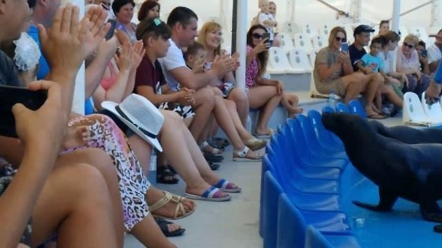 Дельфины в Феодосии. 23.06.2019 смотреть онлайн