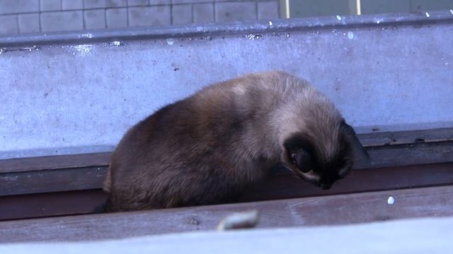 Демонический коте + dubstep смотреть онлайн