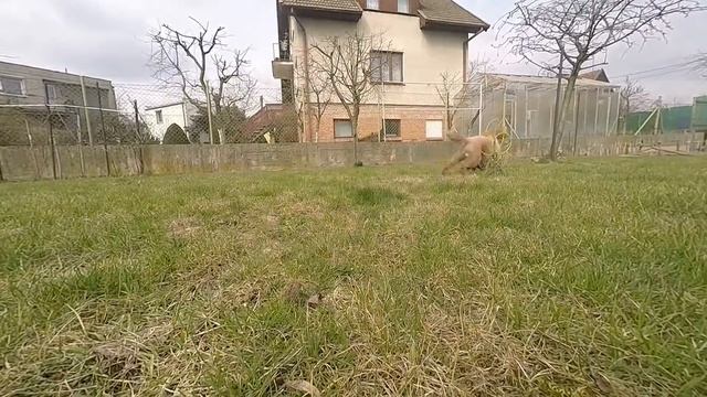 Alfa and Beta - First time in the garden смотреть онлайн