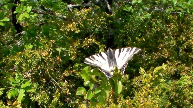 papillon.WMV смотреть онлайн