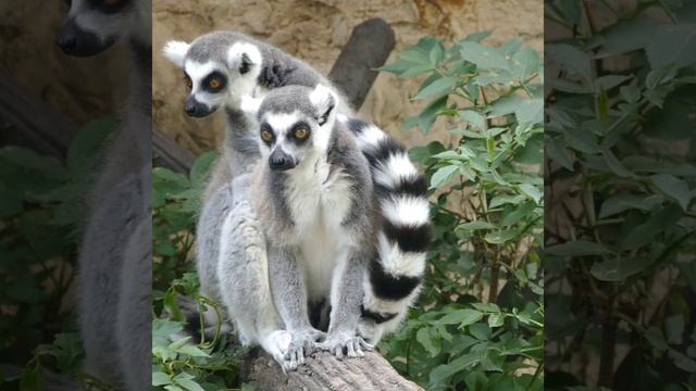 Beutiful Lemur #shorts смотреть онлайн