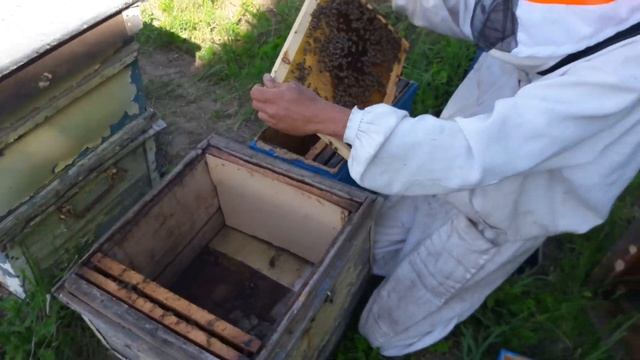 Пасека прирастает чужими роями - мелочь, а приятно.. смотреть онлайн