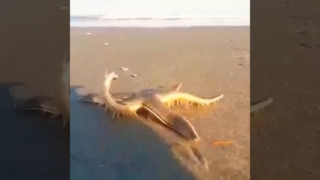 Ever Seen A Starfish Walk।। смотреть онлайн