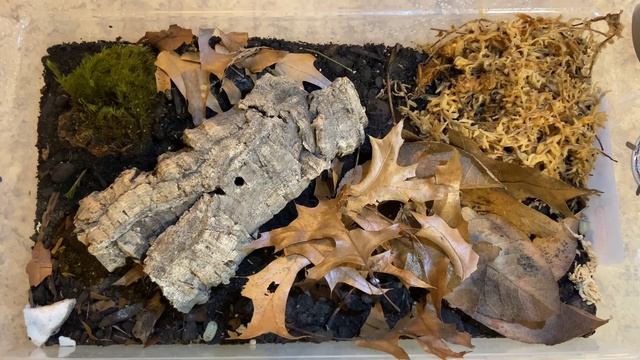 Pod of the Week Episode 20!! Armadillidium Vulgare T-Albino смотреть онлайн