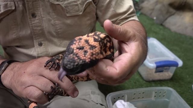 MOST RARE VENOMOUS LIZARDS IN THE WORLD: Gila Monster & Beaded Lizard смотреть онлайн