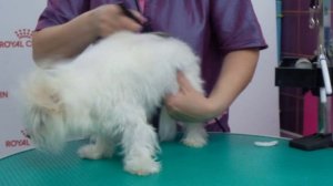 Мальтийская болонка. Экспресс-стрижка.Пошаговая инструкция: как самостоятельно подстричь мальтезе.