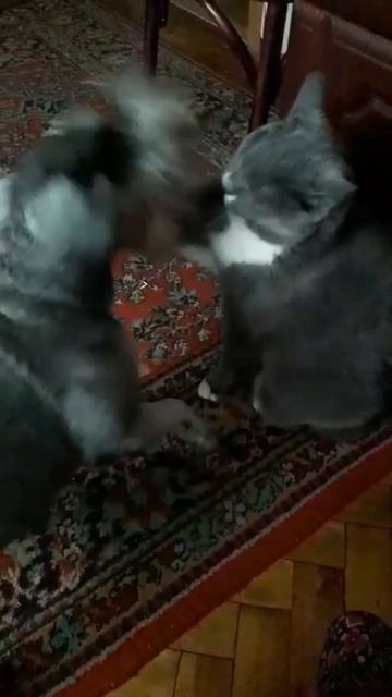 нанайская борьба смотреть онлайн