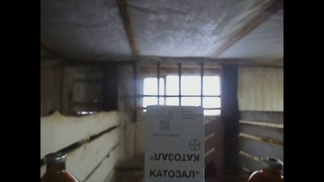 Эксперимент: испытание стимулятора роста КАТОЗАЛ на бычках. смотреть онлайн