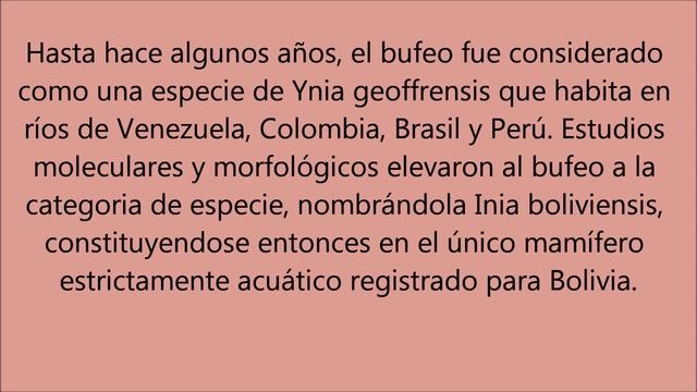 El "Bufeo boliviano", o Delfín de río; (Ynia boliviensis). смотреть онлайн