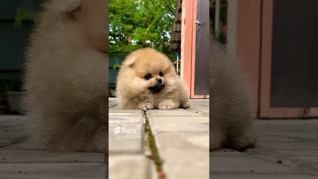 Вам не Кажется, что эта Собака Очень Милая?😍❤️ #shorts #video #new